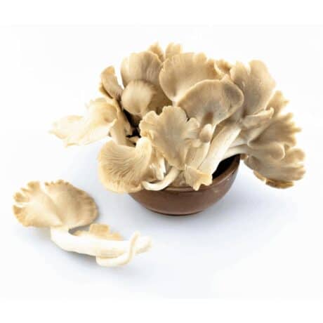 Oyster mushrooms 450-500 grams