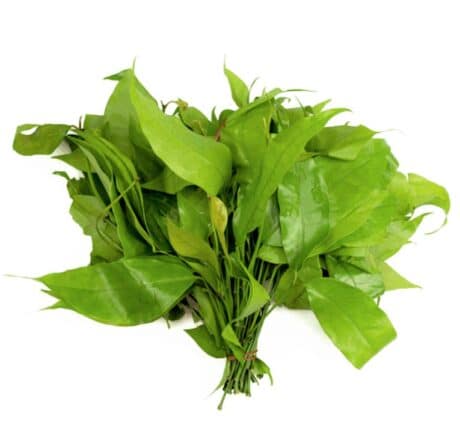 Chamuang leaves 450-500 grams