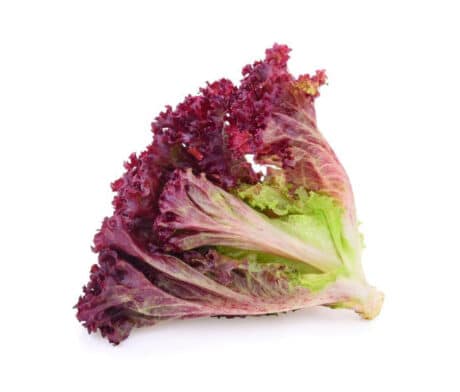 Red coral lettuce 450-500 grams