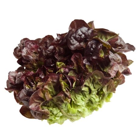Red oak lettuce 450-500 grams