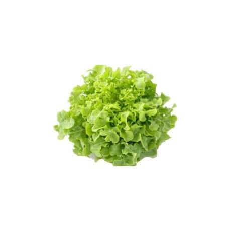 Green oak lettuce 450-500 grams