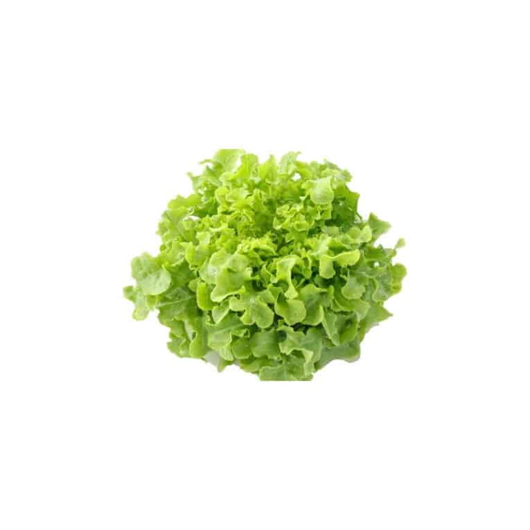 green-oakz