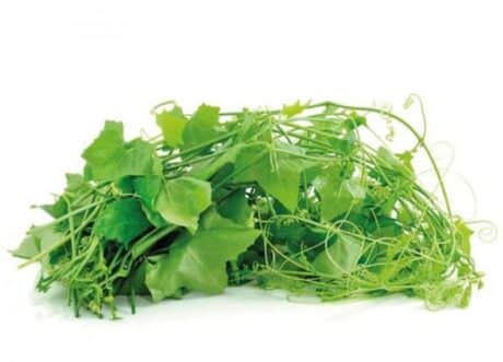 Morning glory 450-500 grams