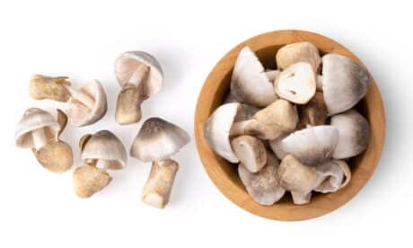 Large straw mushrooms, 450-500 grams