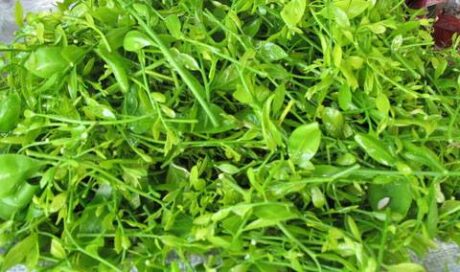 Wild sweet vegetable 950-1000 grams