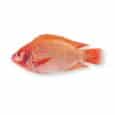 1000-1300 grams of red tilapia
