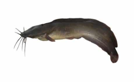 Catfish (2-3 per kg) 950-1000 grams