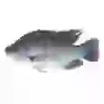 Nile Tilapia 950-1000 grams