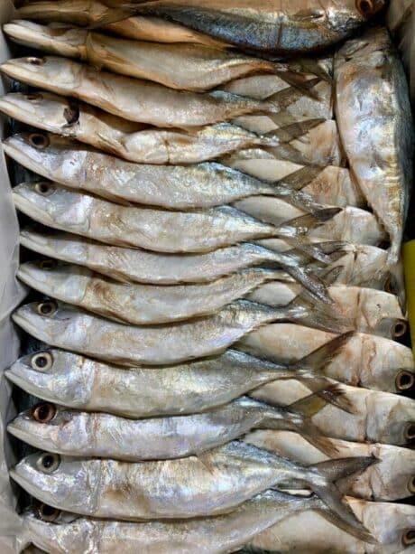 ปลาบางคัด (ใหญ่) 500 กรัม