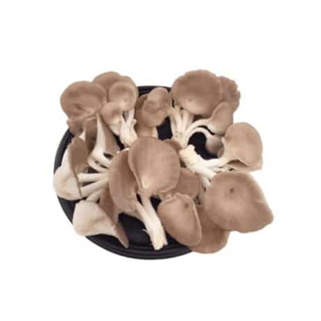 Bhutanese oyster mushrooms, 450-500 grams